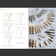 Feathers, An Identification Guide to the Feathers of Western European Birds (Cloé Fraigneau, 2022)