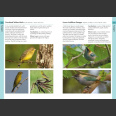 Birds of the Lesser Antilles (Ryan Chenery 2022)
