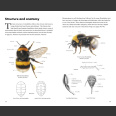 Pocket Guide to the Bumblebees of Great Britain and Ireland ( Richard Lewington 2023)