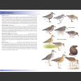 Birds of Canary Islands (Garcia-del-Rey, E. 2018)