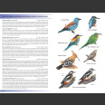 Birds of Canary Islands (Garcia-del-Rey, E. 2018)