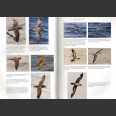 Petrels, albatrosses & Storm-Petrels of North America (Howell, S.N.G 2012)