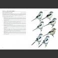 Shrikes of the World (Lefranc, N. 2022)