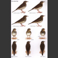 Pipits & Wagtails of Europe, Asia and North Africa (Alström, P. 2003)