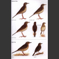 Pipits & Wagtails of Europe, Asia and North Africa (Alström, P. 2003)