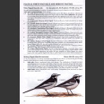 Pipits & Wagtails of Europe, Asia and North Africa (Alström, P. 2003)