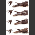 Nightjars, a Guide to Nightjars and Related Nightbirds (Cleere, N. 1998)