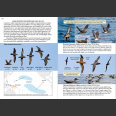 Oceanic Birds of the World, A Photo Guide (Howell, S. N. G. ym. 2019)