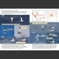 Oceanic Birds of the World, A Photo Guide (Howell, S. N. G. ym. 2019)