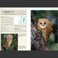 Owls of the World - A Photographic Guide: Second Edition (Mikkola, H. 2013)