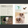 Owls of the World - A Photographic Guide: Second Edition (Mikkola, H. 2013)