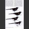 New World Blackbirds (Jaramillo, A. 1999)