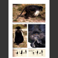 Field Guide to Mammals of Southern Africa (Stuart, C. & T. 2015)