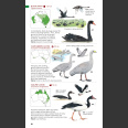 Australian Bird Guide Concise Edition (Davies 2022)