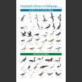 Australian Bird Guide Concise Edition (Davies 2022)