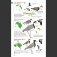 Australian Bird Guide Concise Edition (Davies 2022)