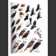 Birds of Belize (Jones, H.L. 2003)