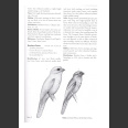 Birds of Belize (Jones, H.L. 2003)