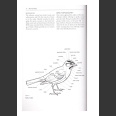 Birds of Belize (Jones, H.L. 2003)