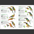 Birds of Colombia (Steven L. Hilty 2021) pehmeäkantinen