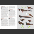 Birds of Malaysia,  Puan, Davison ja Lim 2020