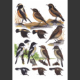 Stonechats; A Guide to the Genus Saxicola (Urquhart, E. 2002)