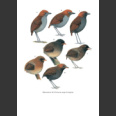 Antpittas and Gnateaters (Greeney, H. F., 2018)