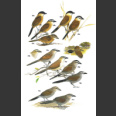 Shrikes and bush-shrikes (Harris, T. 2000)