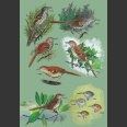 Wrens, Dippers and Thrashers (Brewer, D. ym. 2001)