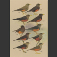 Thrushes (Clement, P. 2000)