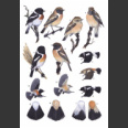 Stonechats; A Guide to the Genus Saxicola (Urquhart, E. 2002)