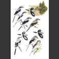 Shrikes and bush-shrikes (Harris, T. 2000)