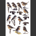 Stonechats; A Guide to the Genus Saxicola (Urquhart, E. 2002)