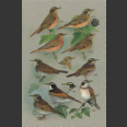 Thrushes (Clement, P. 2000)