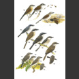 Shrikes and bush-shrikes (Harris, T. 2000)