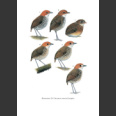 Antpittas and Gnateaters (Greeney, H. F., 2018)