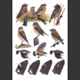 Stonechats; A Guide to the Genus Saxicola (Urquhart, E. 2002)