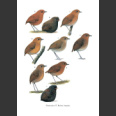 Antpittas and Gnateaters (Greeney, H. F., 2018)