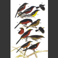 Shrikes and bush-shrikes (Harris, T. 2000)