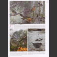 Crossley ID Guide, Eastern Birds (Crossley, R. 2011)