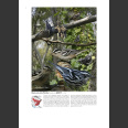 Crossley ID Guide, Eastern Birds (Crossley, R. 2011)