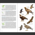 Birds of Spain Hardcover – Eduardo de Juana Aranzana ym 2017