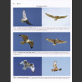 Hawks from every angle (Liguori, J. 2005)