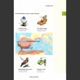 Crossbill Nature Guide Southern Portugal – from Lisbon to the Algarve – Portugall (Hilbers, D. ym, 2024)