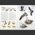 Gulls of Europe, North Africa, and the Middle East: An Identification Guide (Adriaens, P. 2021)