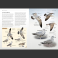 Gulls of Europe, North Africa, and the Middle East: An Identification Guide (Adriaens, P. 2021)