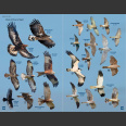 British Birds, Pocket Guide (Hume, R. ym. 2019)