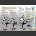 Europe's birds, Identification Guide (Hume, R. ym 2021)