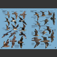 Europe's birds, Identification Guide (Hume, R. ym 2021)