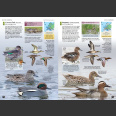 Europe's birds, Identification Guide (Hume, R. ym 2021)